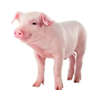 Dan Dan Mall Limited