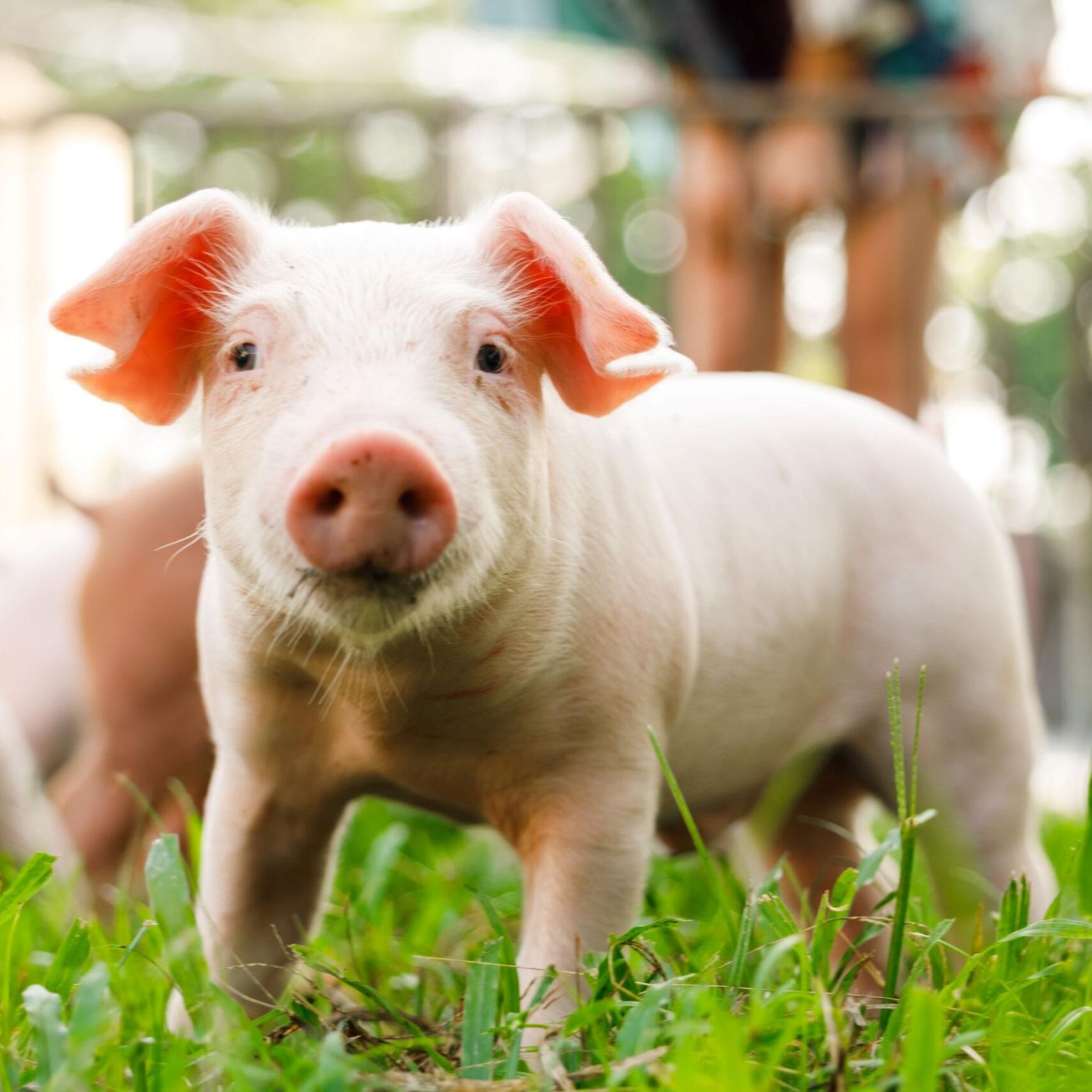 Dan Dan Mall Limited