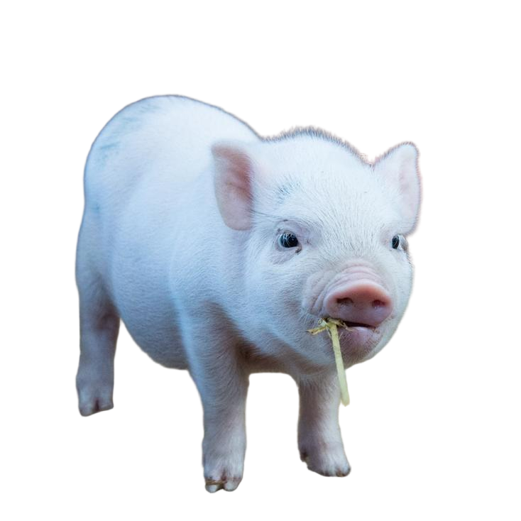 Dan Dan Mall Limited